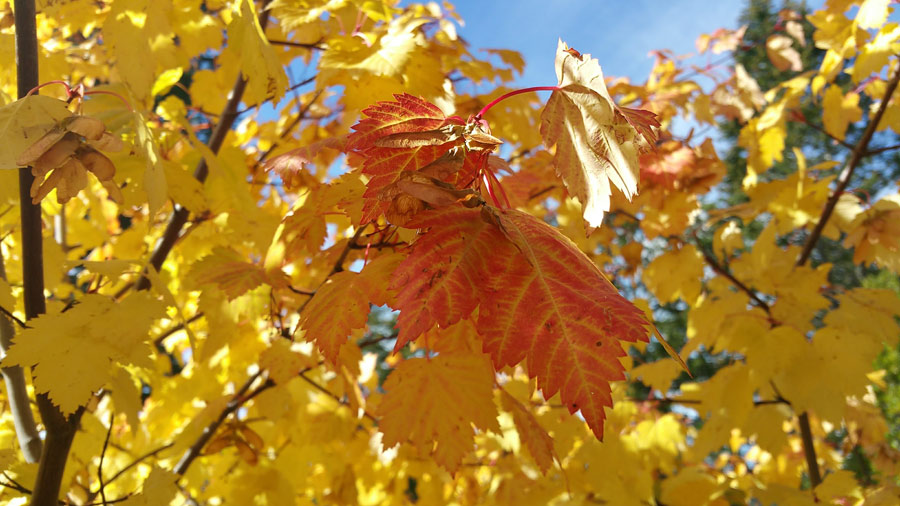 Autumn Maple Trees at Smoky Lake Sugarbush