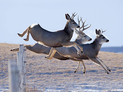 Smoky Lake supports habitat connectivity.