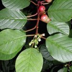 Buckthorn Invasive Plant