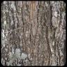 Maple Tree Bark